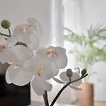 Apartamento La Judería I